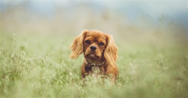 10 Wedding Readings About Dogs, Because Your Partner Should Love Your Four-Legged BFF Just As Much As You Do