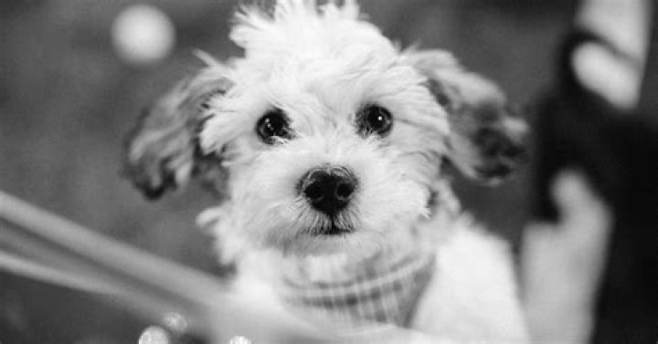 12 Puppy Instagram Captions For National Puppy Day That Truly Honor Their Floofy Existences