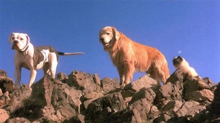 17 Animal Movies You Obsessed Over In The '90s