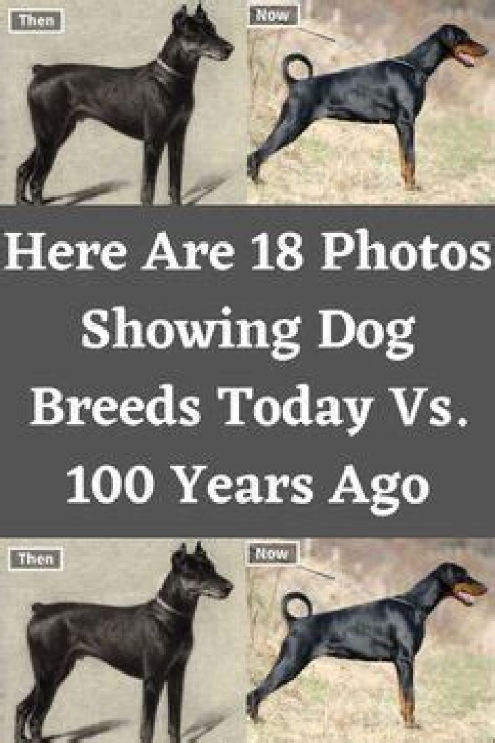 18 Photos Showing Dog Breeds Today Vs. 100 Years Ago