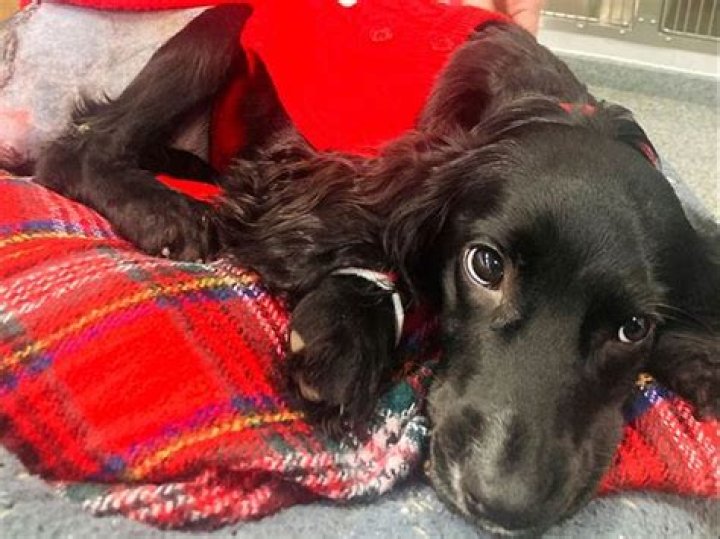 6-legged spaniel undergoes surgery to remove extra limbs and adjusts to life on 4 paws