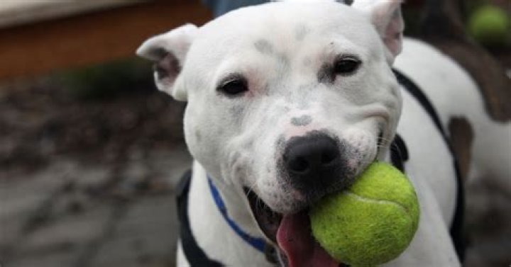 9 Dog Breeds That Are Completely Misunderstood & How They Really Are