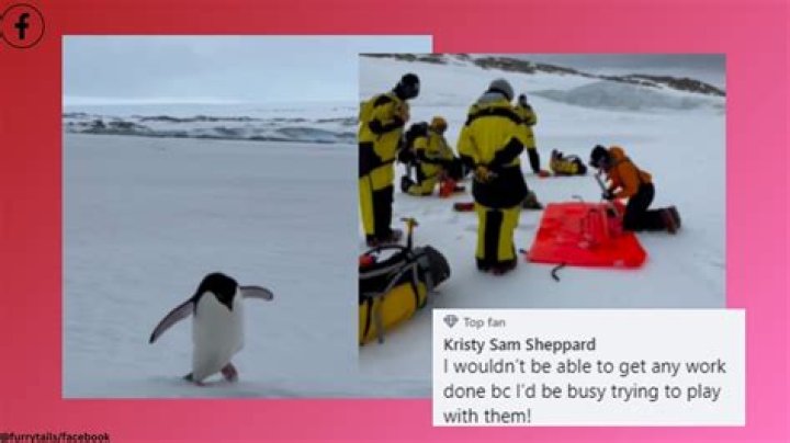 Adorable penguins marvel at Antarctic carpenter's handywork; heartwarming video goes viral