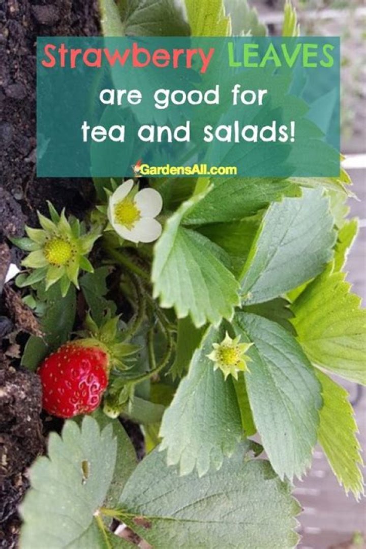 All the Benefits of Strawberry Leaves and Tops