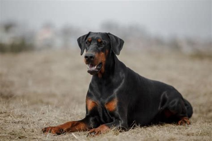 All You Need To Know About Ben Doberman: The Ultimate Guide