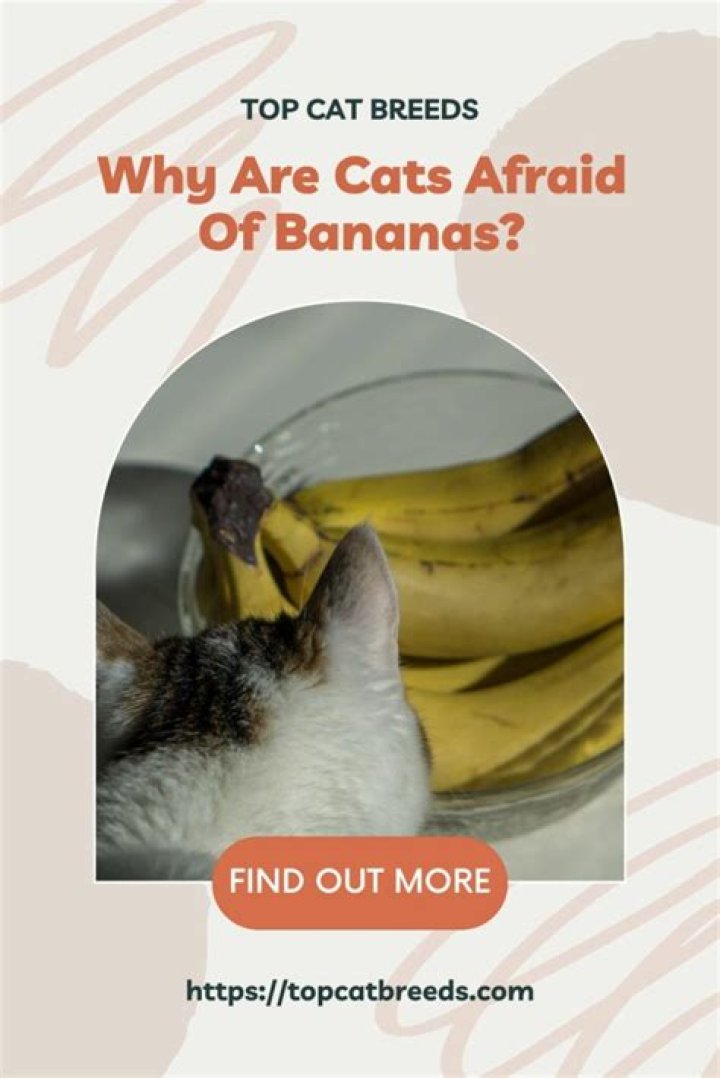 Are Cats Afraid Of Bananas? This Feline Fear Could Have More To Do With The Peel Than The Fruit