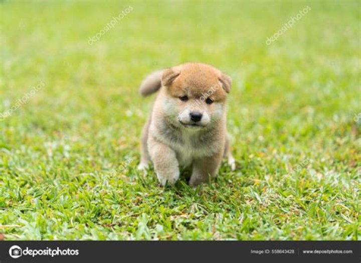 Baby Shiba Inu (BABYSHIBAINU) Price History