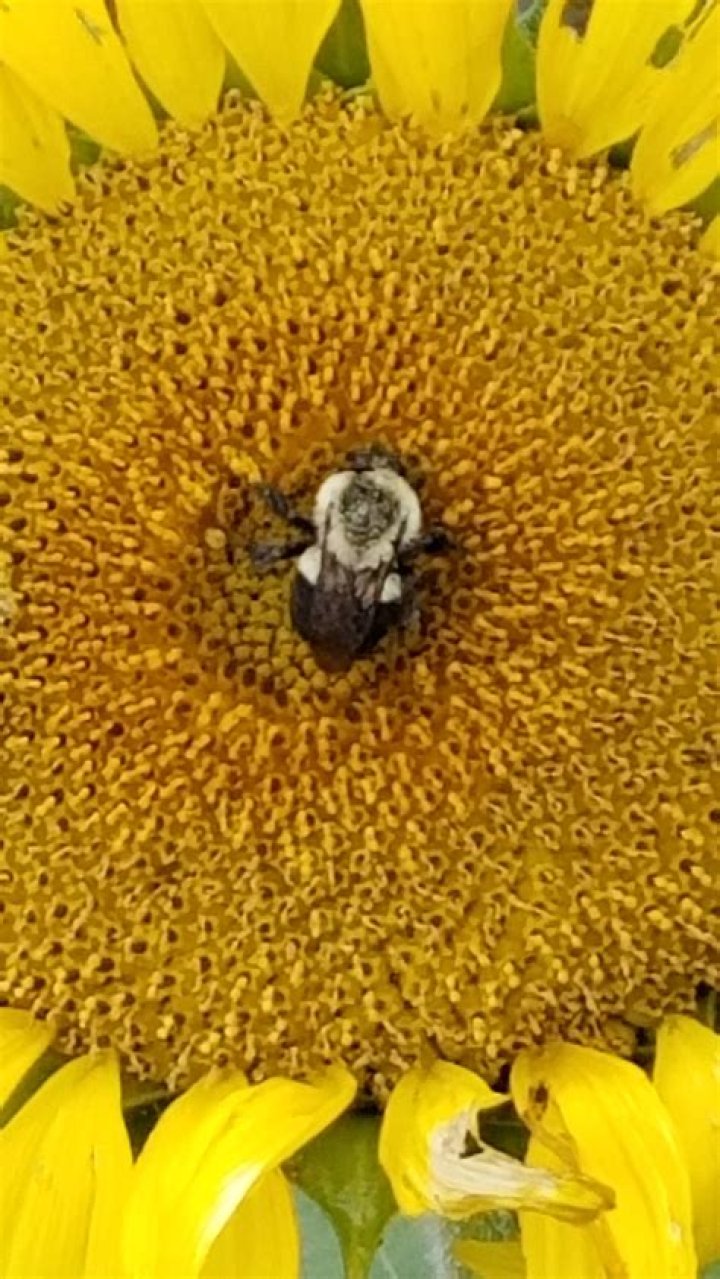 Bask in buggy blossoms during Backyard Bee Blitz