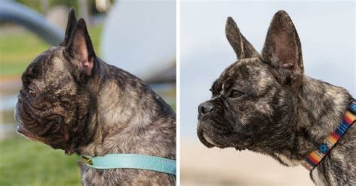 Breeder Is Reengineering French Bulldogs’ Faces To Make Them Healthier