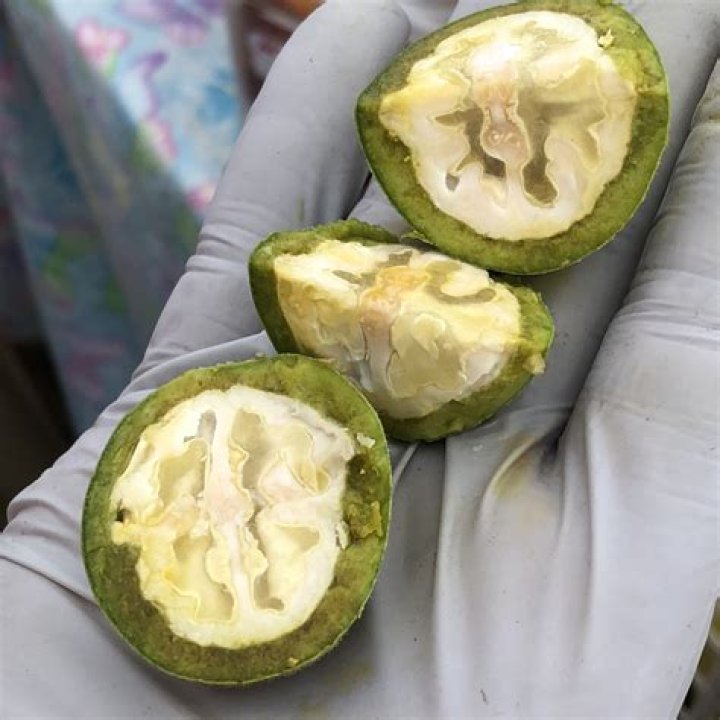 Can you eat an unripe walnut?
