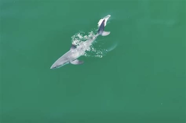 Captivating images offer the first-ever glimpse of a live newborn great white shark; Watch