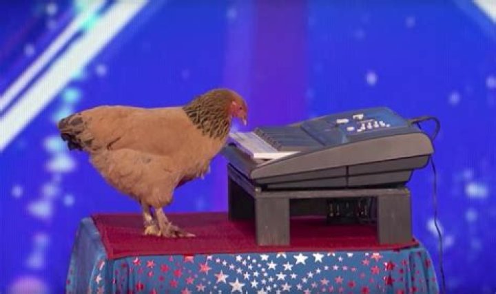 Chicken that plays the piano on America’s Got Talent premiere