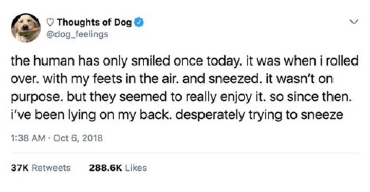 Cute & Hilarious Tweets From ‘Dog With Thoughts’ (10 Pics)