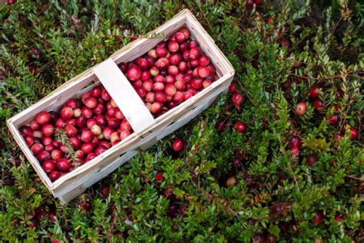 Do cranberries have a pit in them?