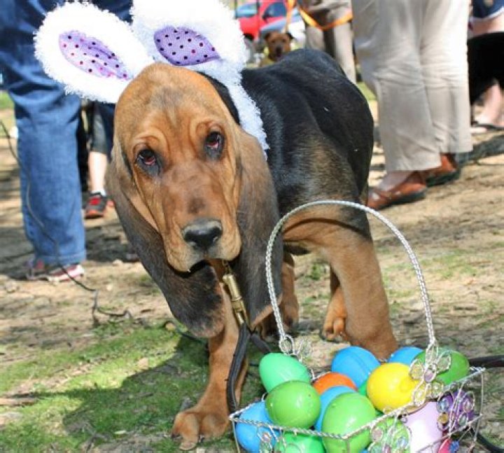 Doggie Easter Egg Hunt supports Henry County Humane Society