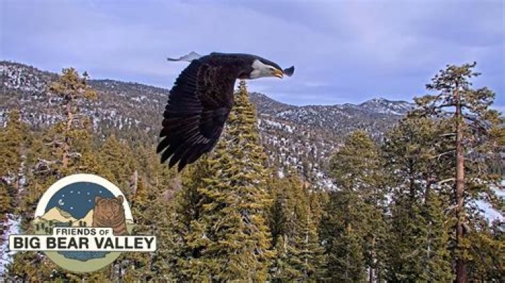 Eagle Nature Foundation sets all-day event in Dubuque