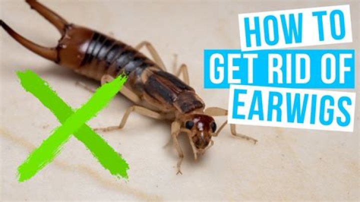 Earwigs in House: 8 Easy Ways to Eradicate Them