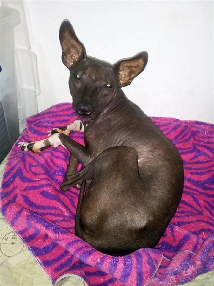 Facebook pic of hairless newborn puppy is banned because it looks like a willy