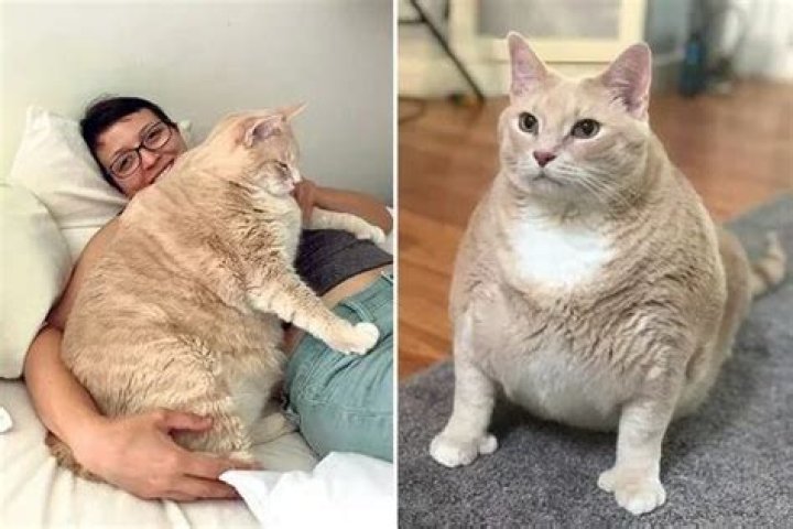 Fat cat who weighs over TWO stone is put on a diet to help shed weight