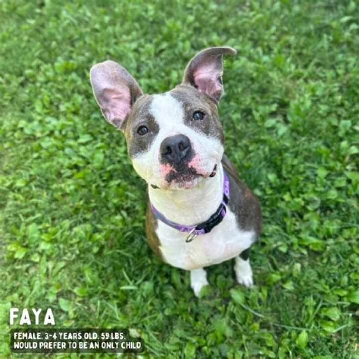 Free adoptions for dogs, cats at Humane Society of Scott County