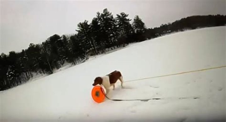 Good girl! Officer enlists a Michigan man’s dog to help rescue him from an icy lake