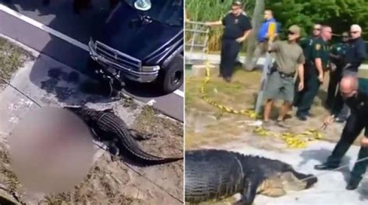 ‘Holding her hostage’: Alligator kills 88-year-old woman during South Carolina attack, deputies say