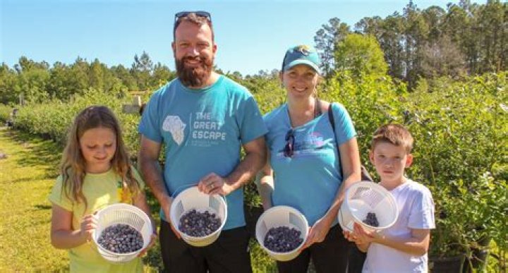 Hoskins U Pick Blueberry Farm Open Again for 35th Year