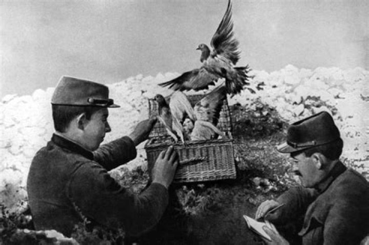 How Carrier Pigeons Work: The History and Science Behind These Amazing Birds