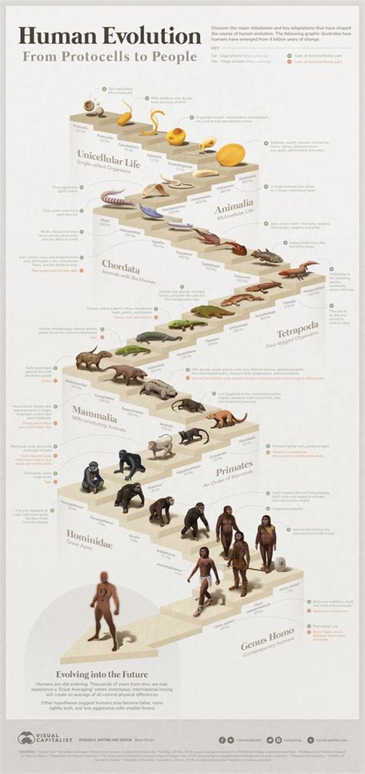 How Cheese May Have Literally Changed The Course Of Human Evolution