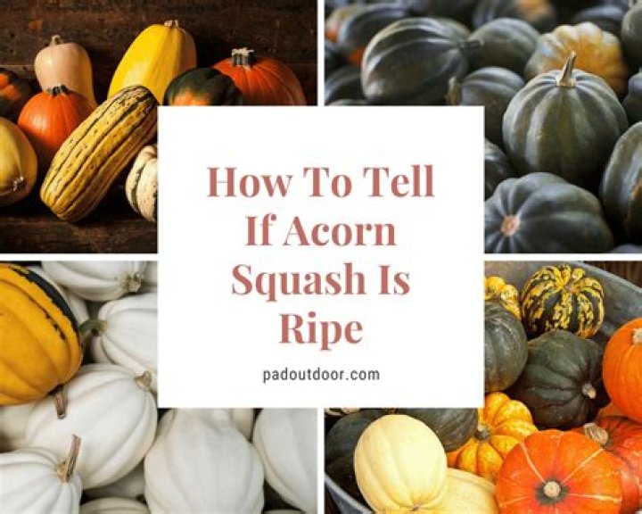 How do I know when an acorn squash is ripe?