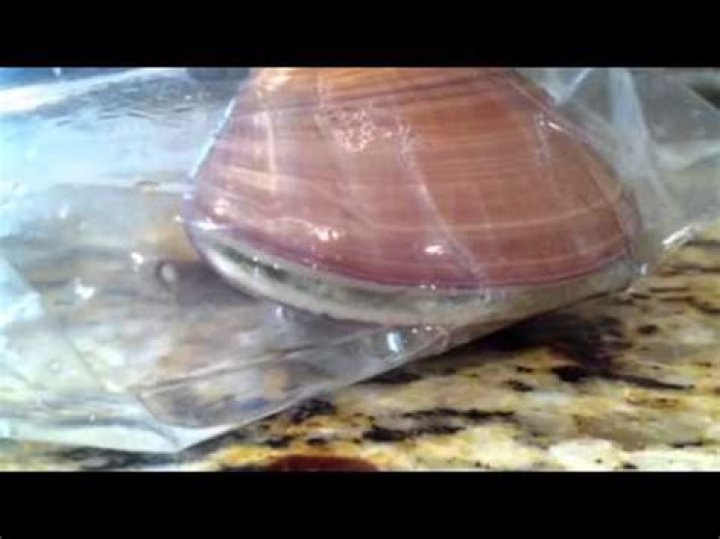 How do you know if a clam is alive?