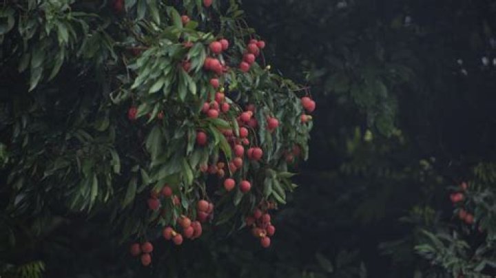How do you know if a lychee is ripe?