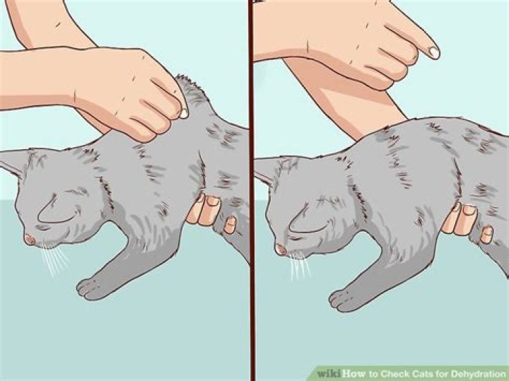 How to check cats for dehydration