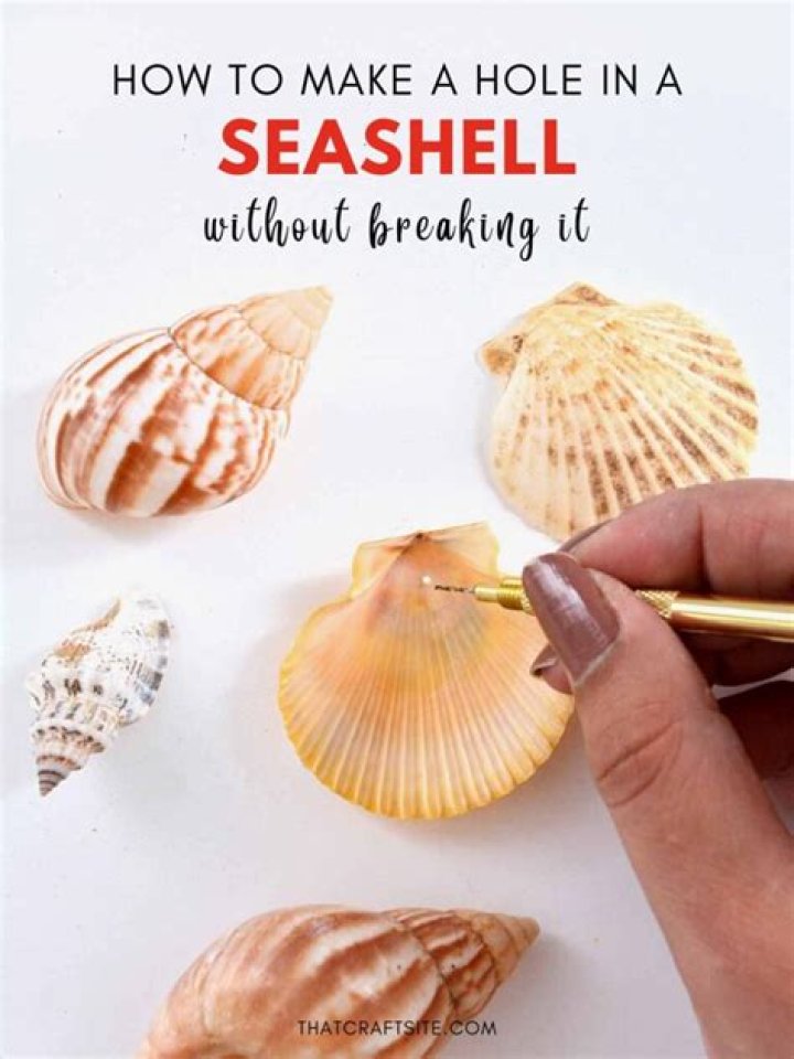 How to drill a hole in a seashell (without a drill)