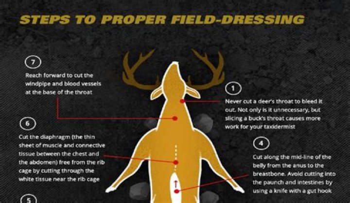 How to field dress a deer