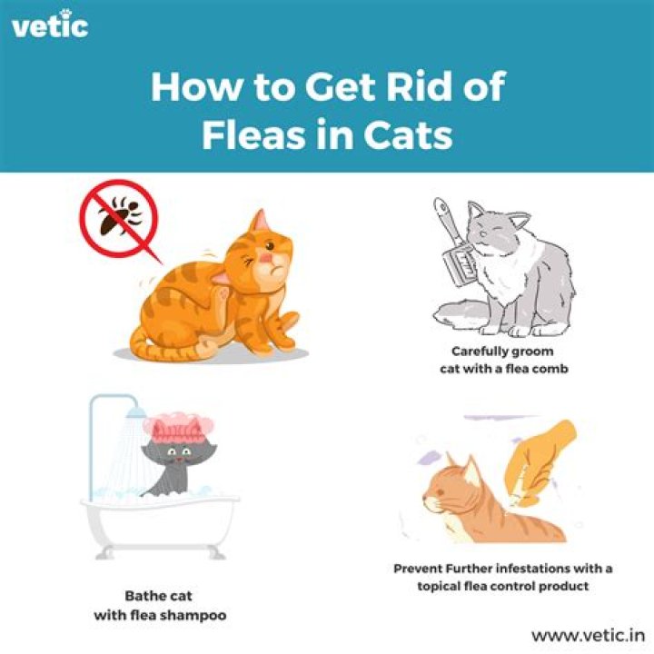 How to get rid of fleas in my home and on my pets?