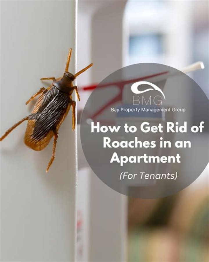 How to Get Rid Of Roaches In an Apartment