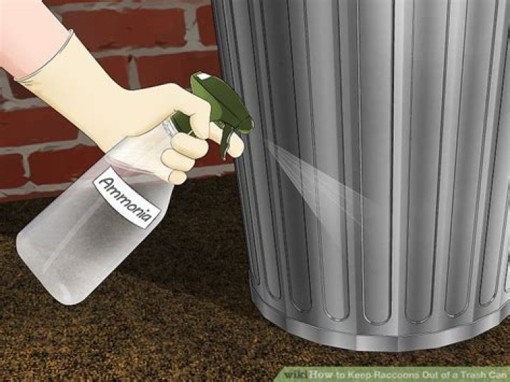 How to Keep Raccoons Out of Your Trash With This Common Item
