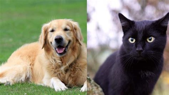 How to take the Golden Retriever or Black Cat Test from TikTok