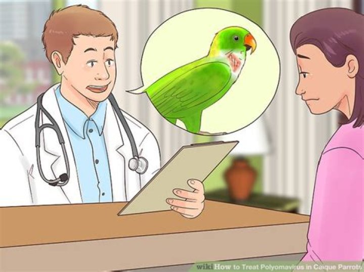 How to Treat Polyomavirus in Caique Parrots