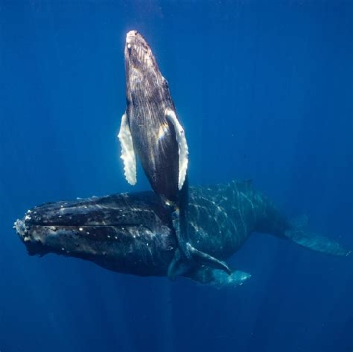 Humpback whale sex captured on film — and they were both male