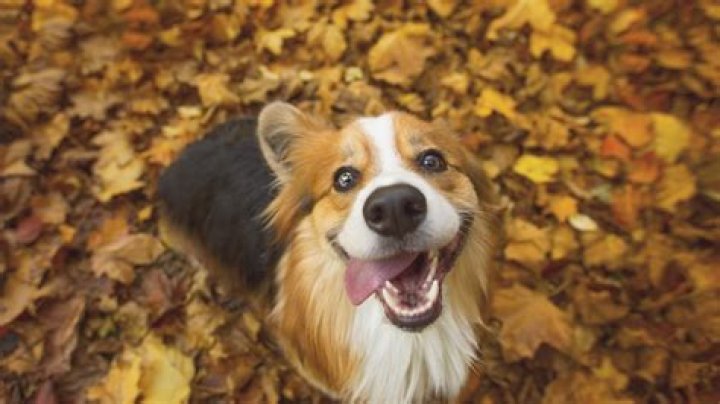 I’m a dog expert - 7 autumn plants and flowers that are toxic to your pooch, including acorns and conkers