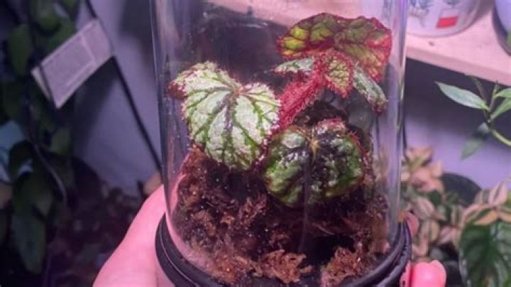 I’m a keen gardener - Dollar Tree has a cheap way to protect your plants & I was shocked at how good it looks