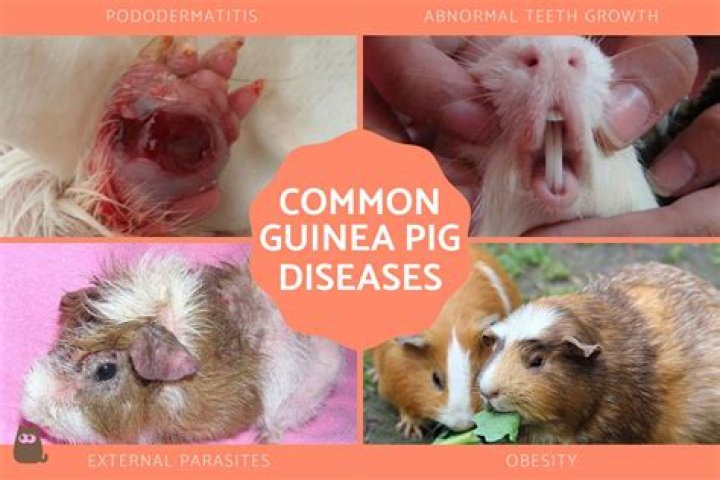 I rub coconut oil on my guinea pig every two weeks because she’s got dry skin and people are in hysterics