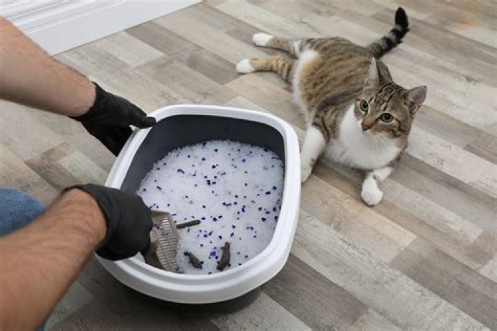 I was fed up with my cat’s ugly litter box so I transformed it for $50 using IKEA bargains - you won't know it's there