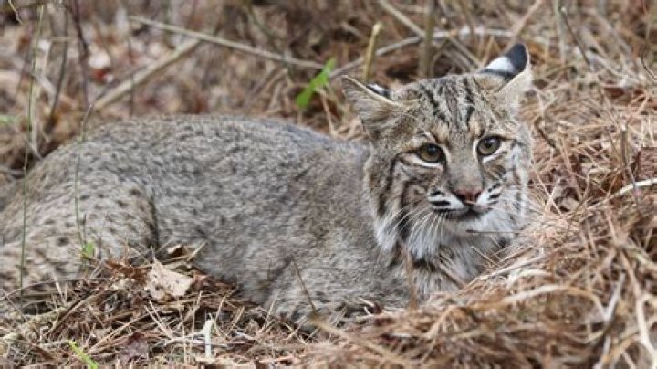 IL DNR wants to regulate bobcat hunting