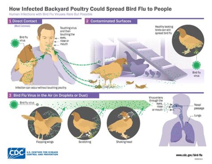 Illinois State Fair cancels live poultry shows due to avian influenza