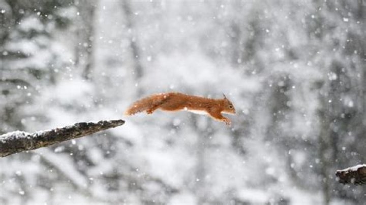 Incredible photo captures real-life Disney scene as a deer and squirrel meet in the woods