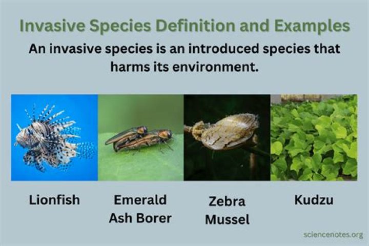 Invasive species on the way to QCs – what should you do?