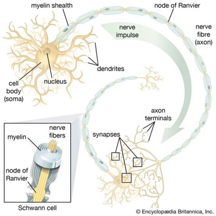 Is there myelin in the brain